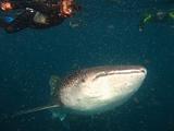 Djibouti - Whale Shark in Djibouti - 06